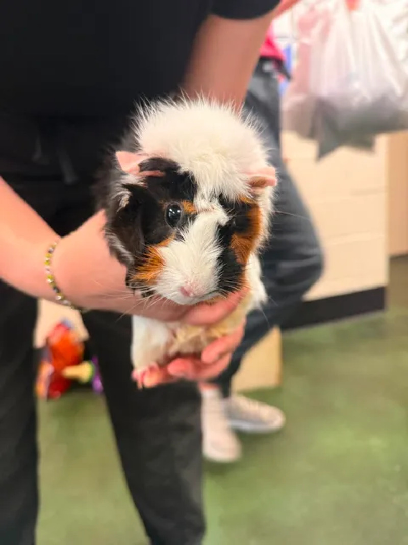 Picture of the Animal Listed