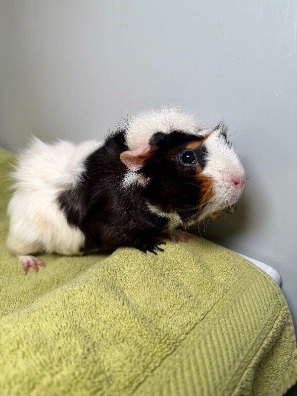 Picture of the Animal Listed