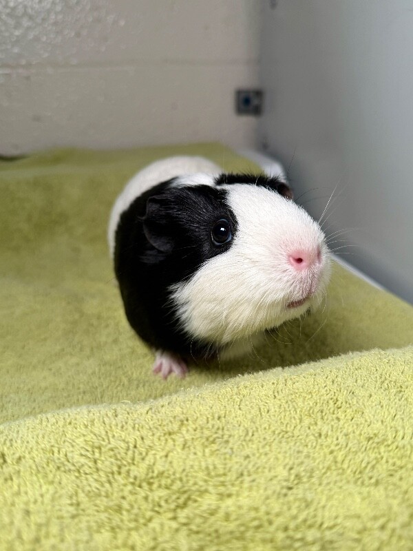 Picture of the Animal Listed