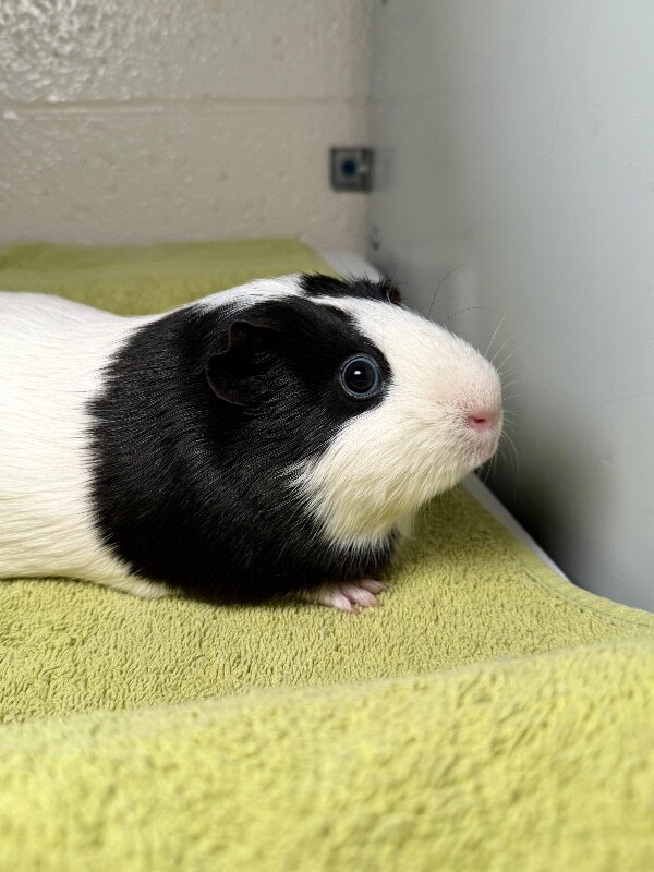 Picture of the Animal Listed