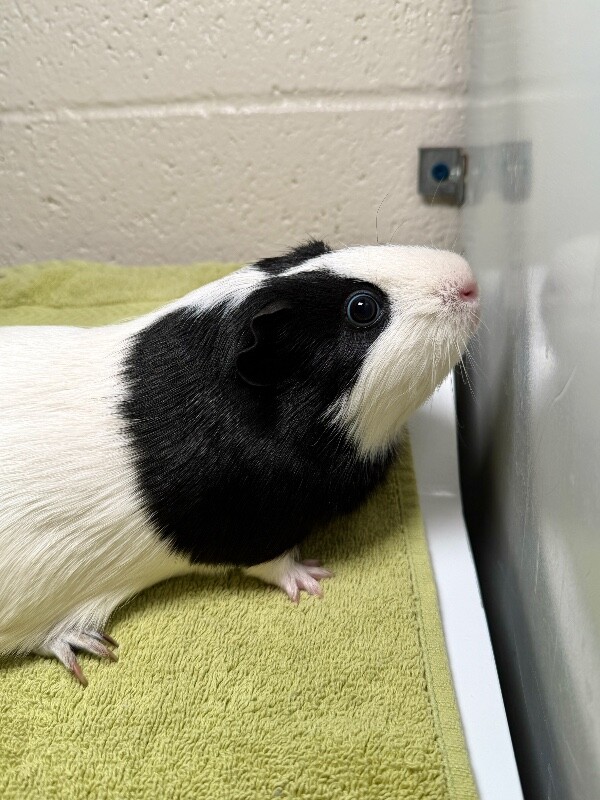 Picture of the Animal Listed
