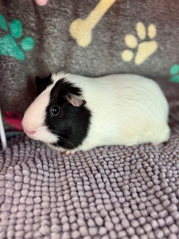 Picture of the Animal Listed