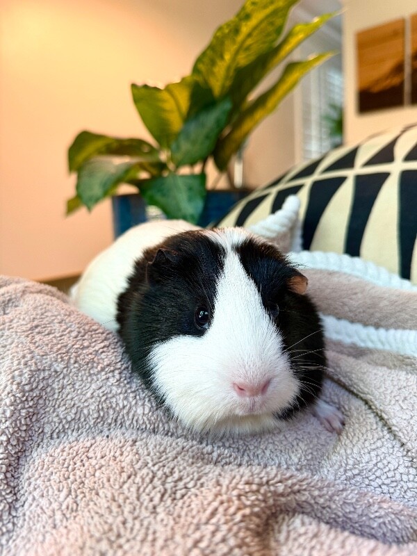 Picture of the Animal Listed