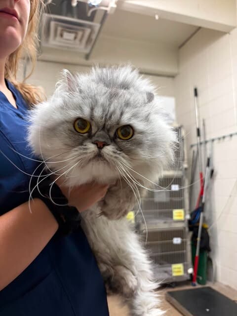 Picture of the Animal Listed