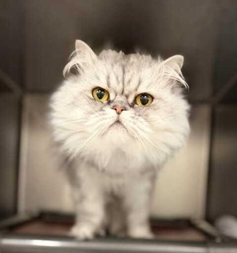 Picture of the Animal Listed