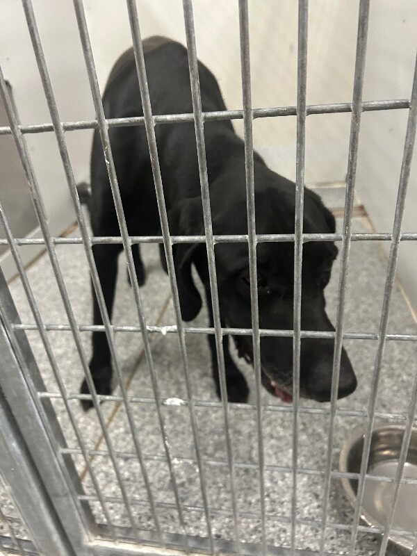 Picture of the Animal Listed