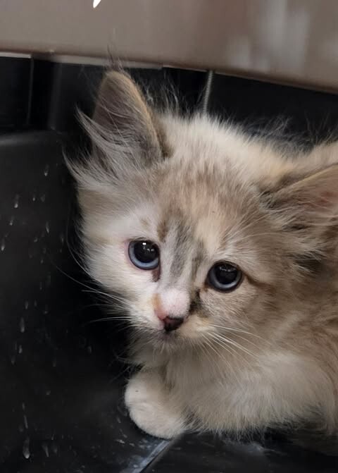 Picture of the Animal Listed
