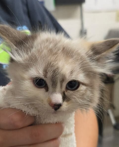 Picture of the Animal Listed