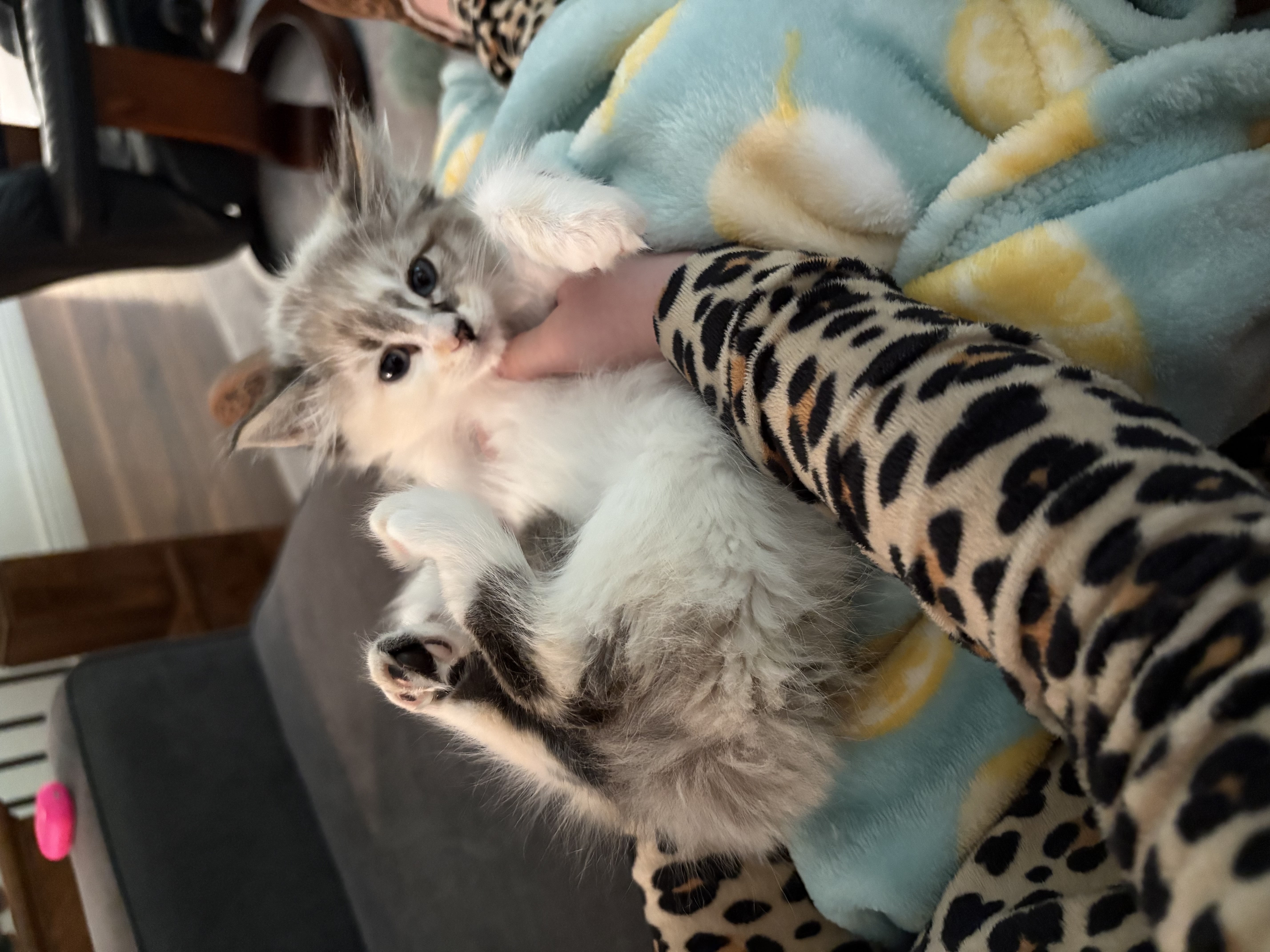 Picture of the Animal Listed