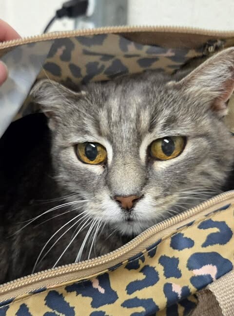Picture of the Animal Listed