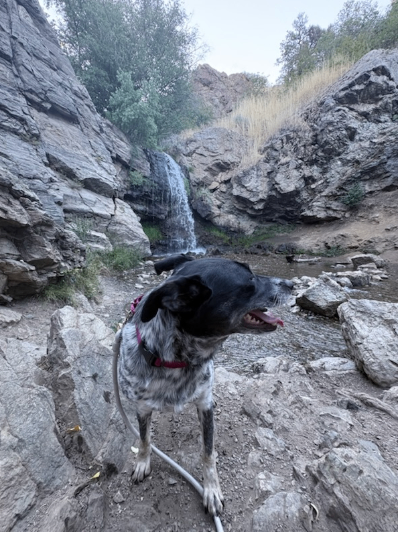 Picture of the Animal Listed