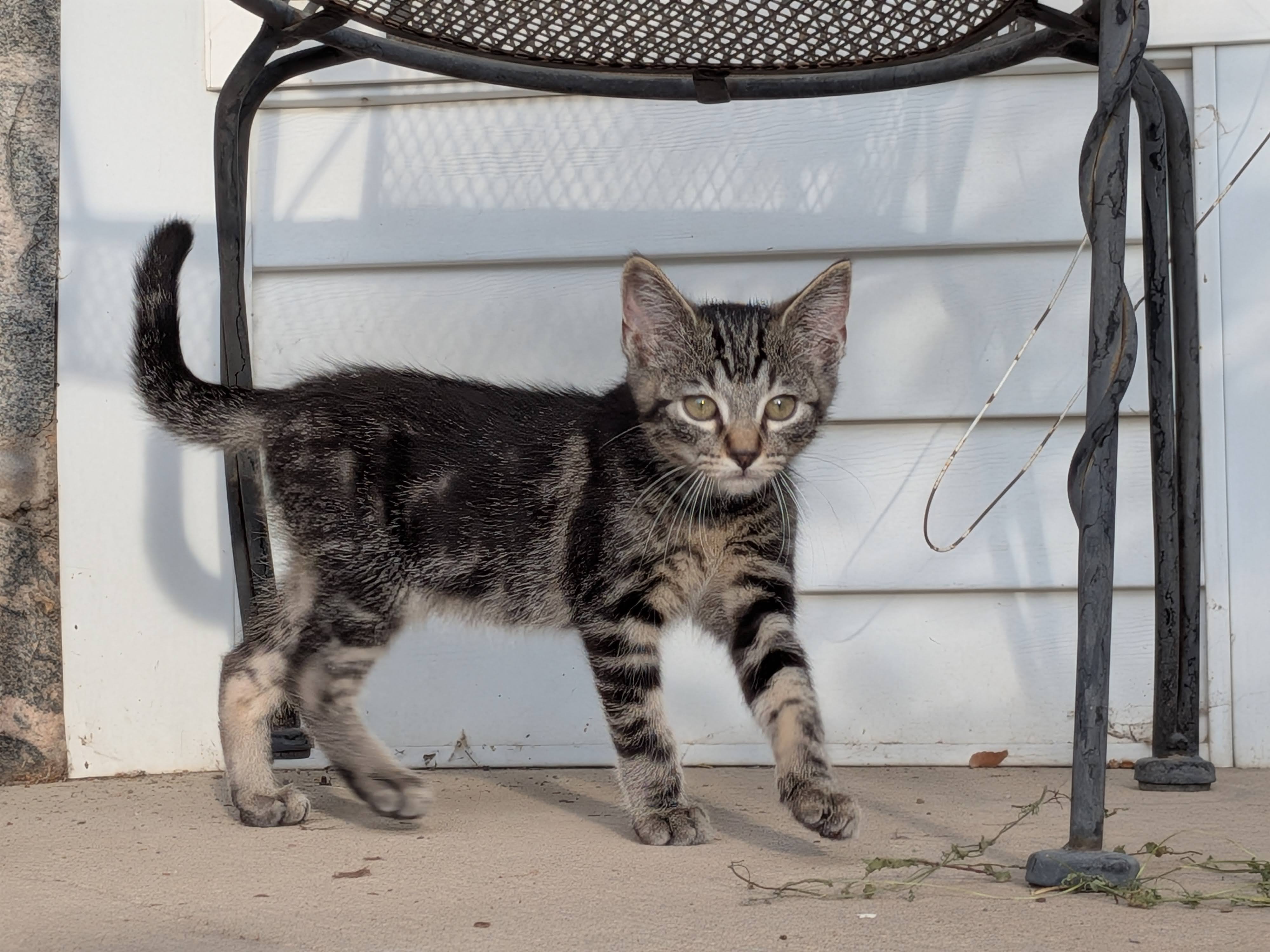 Picture of the Animal Listed