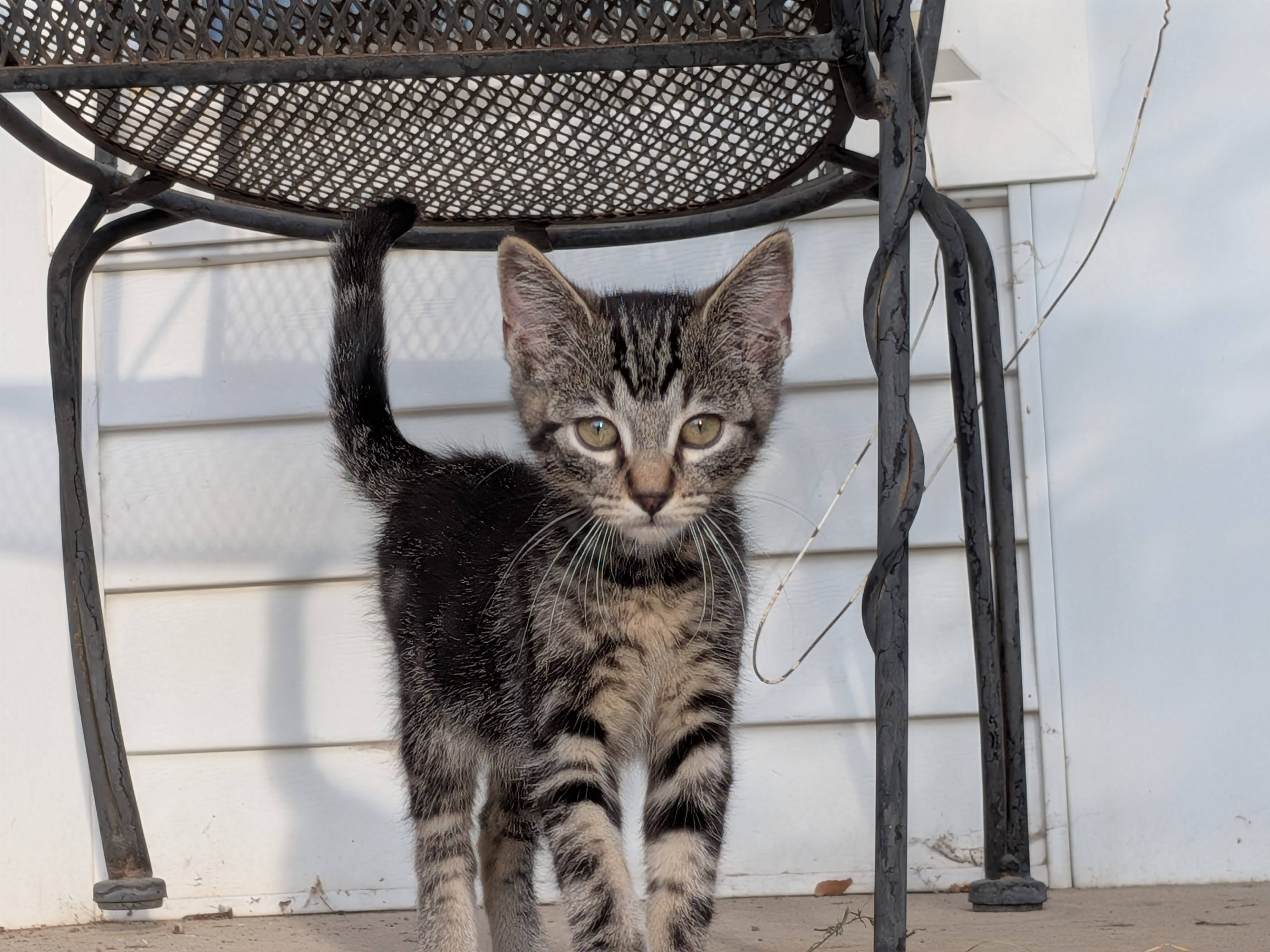 Picture of the Animal Listed
