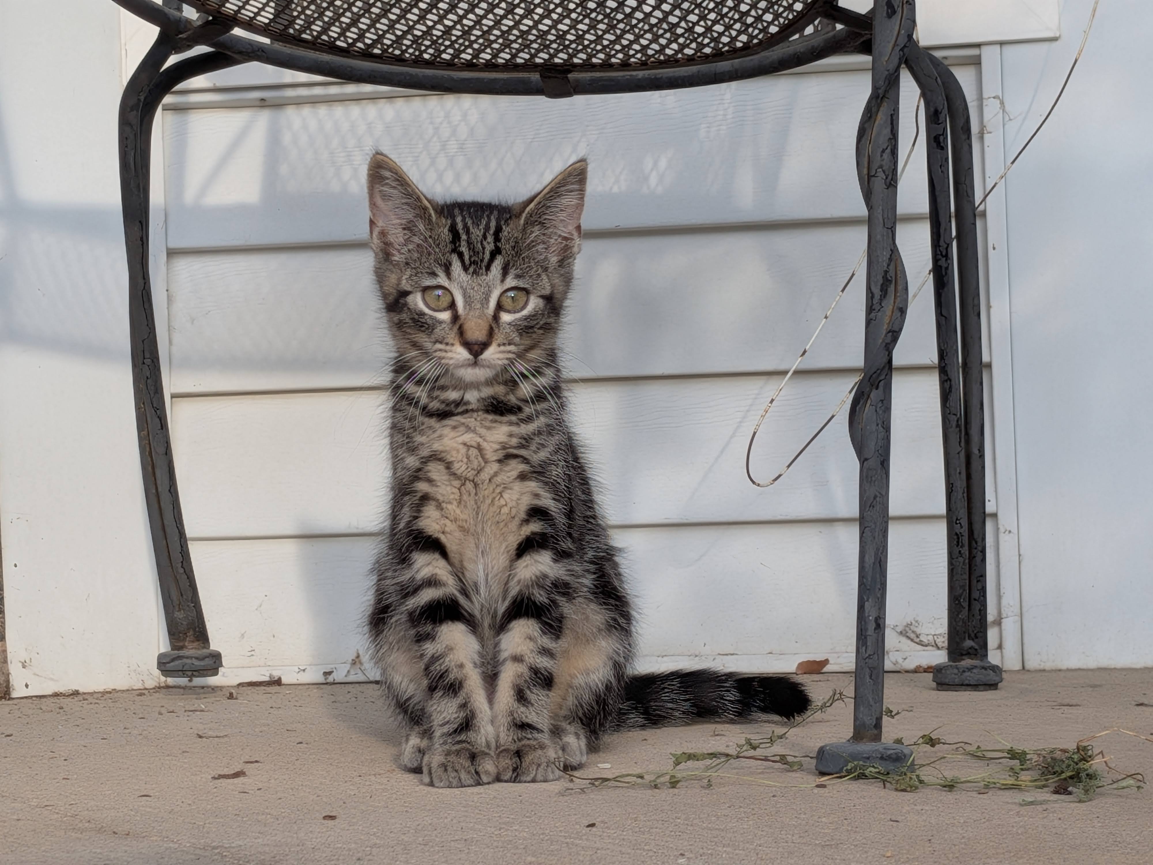 Picture of the Animal Listed
