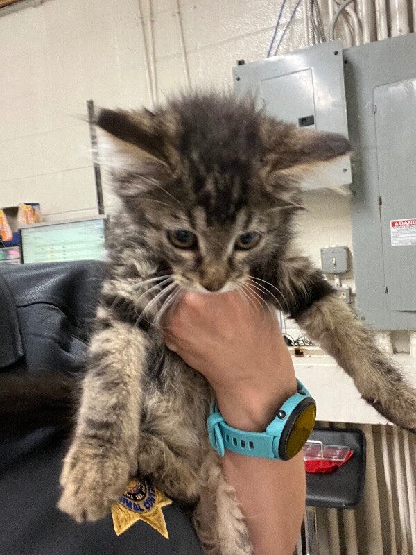 Picture of the Animal Listed