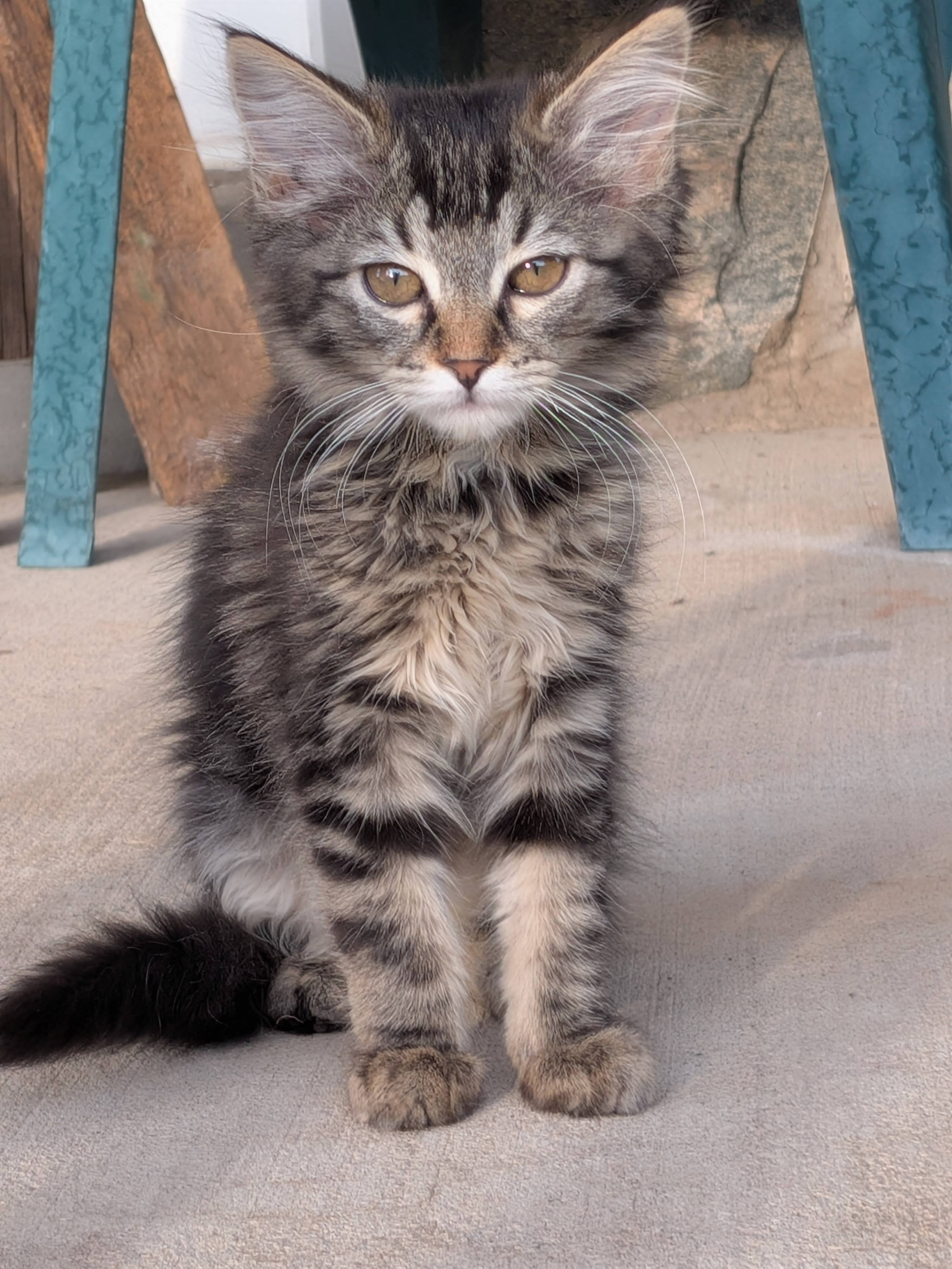 Picture of the Animal Listed