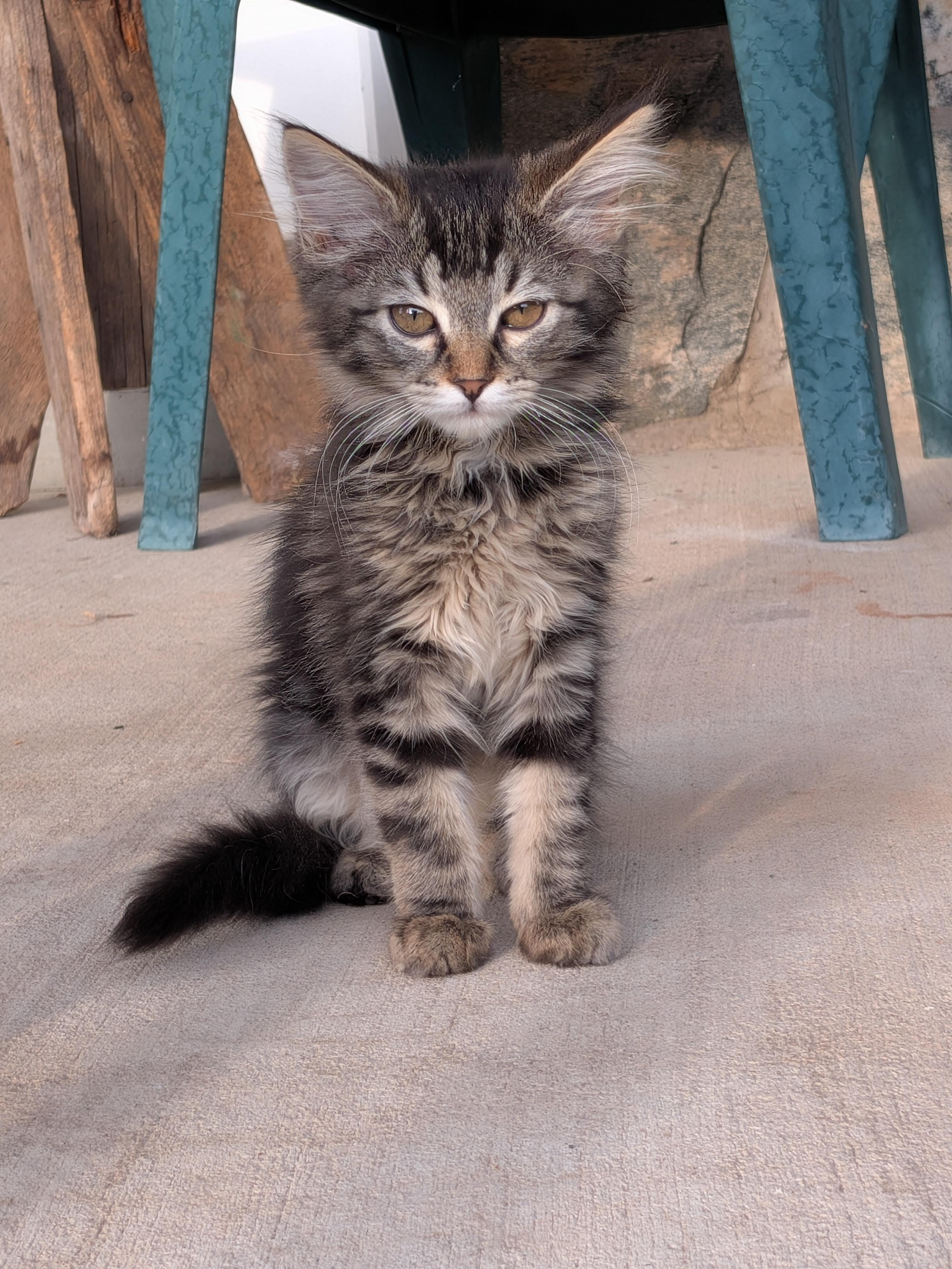 Picture of the Animal Listed