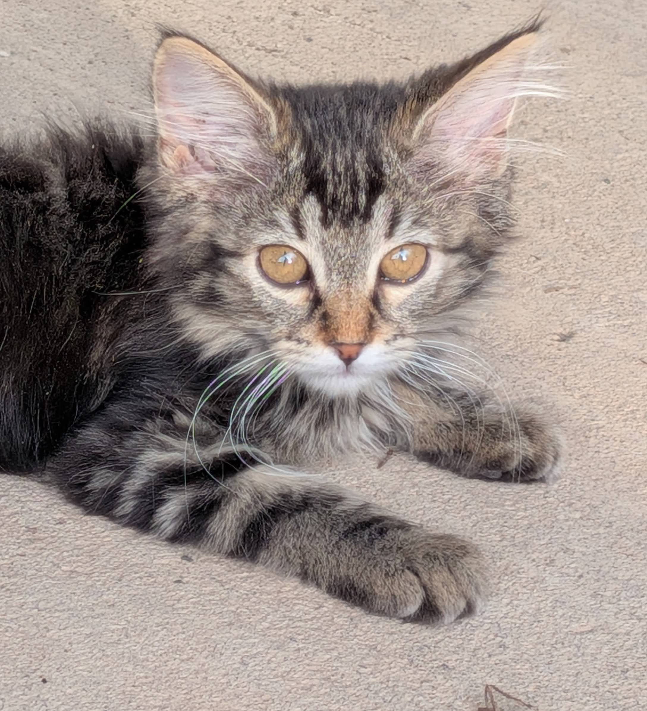 Picture of the Animal Listed