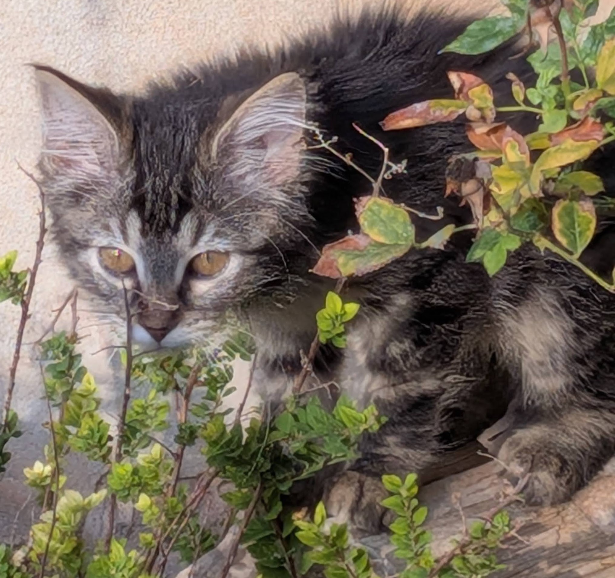 Picture of the Animal Listed
