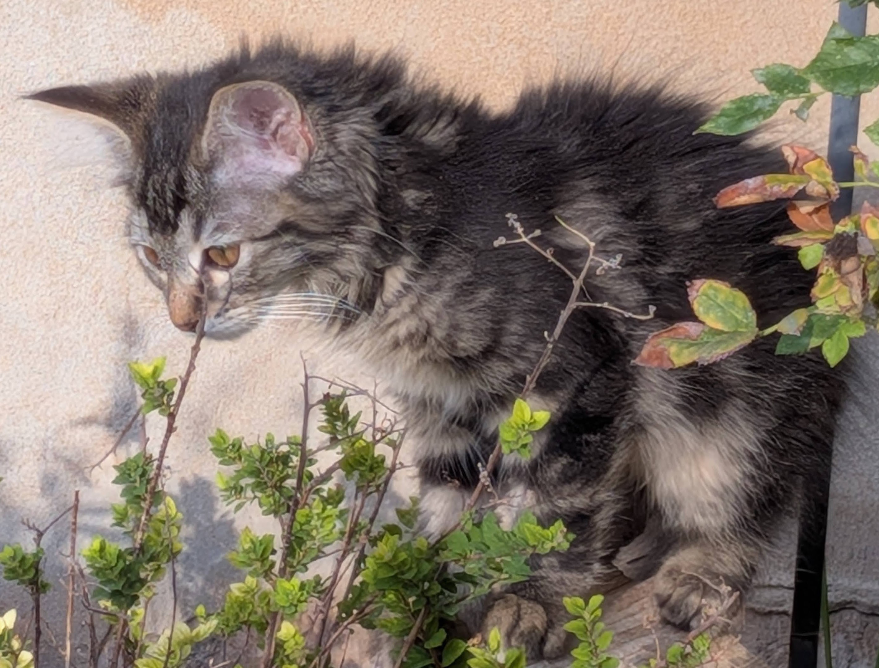 Picture of the Animal Listed