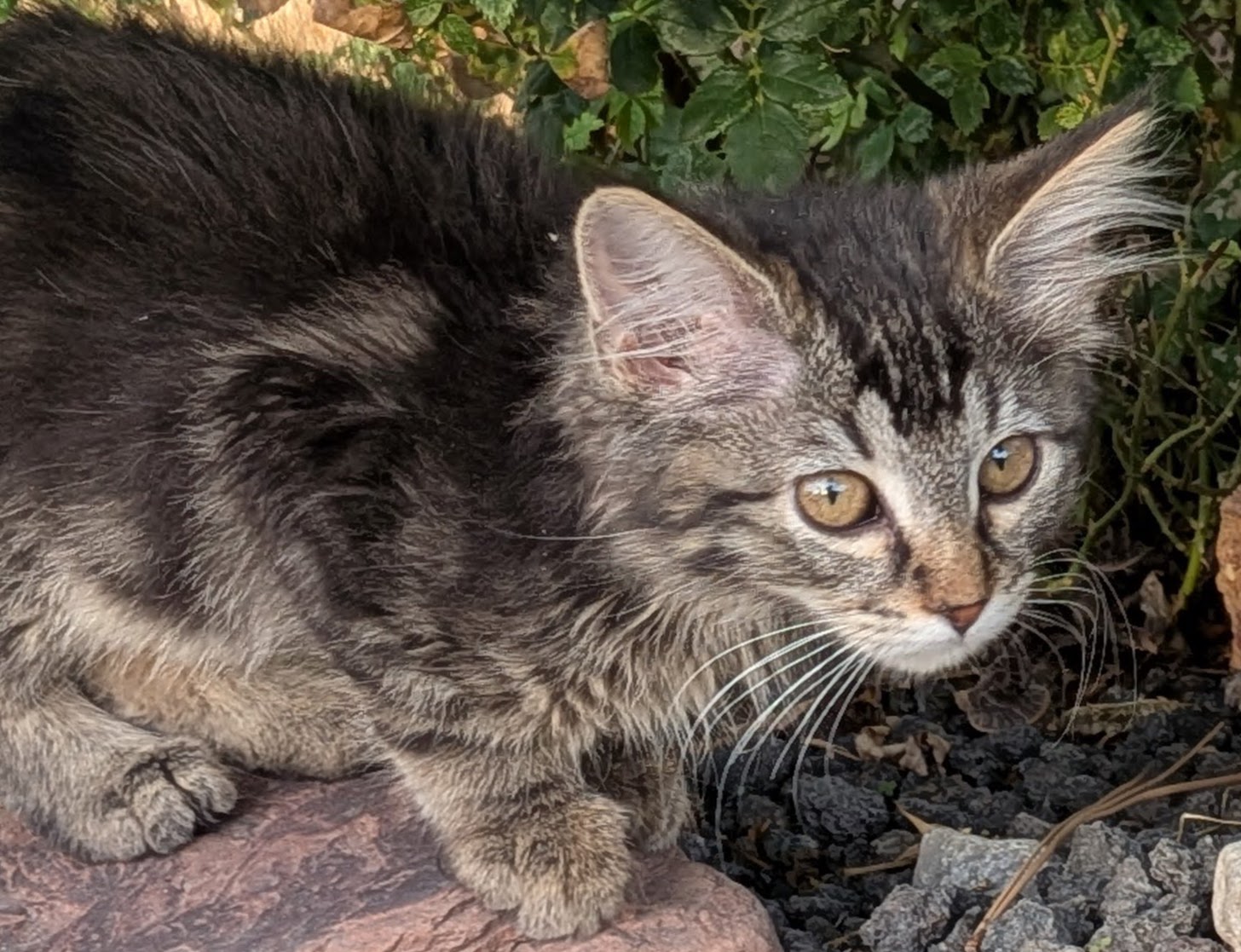 Picture of the Animal Listed