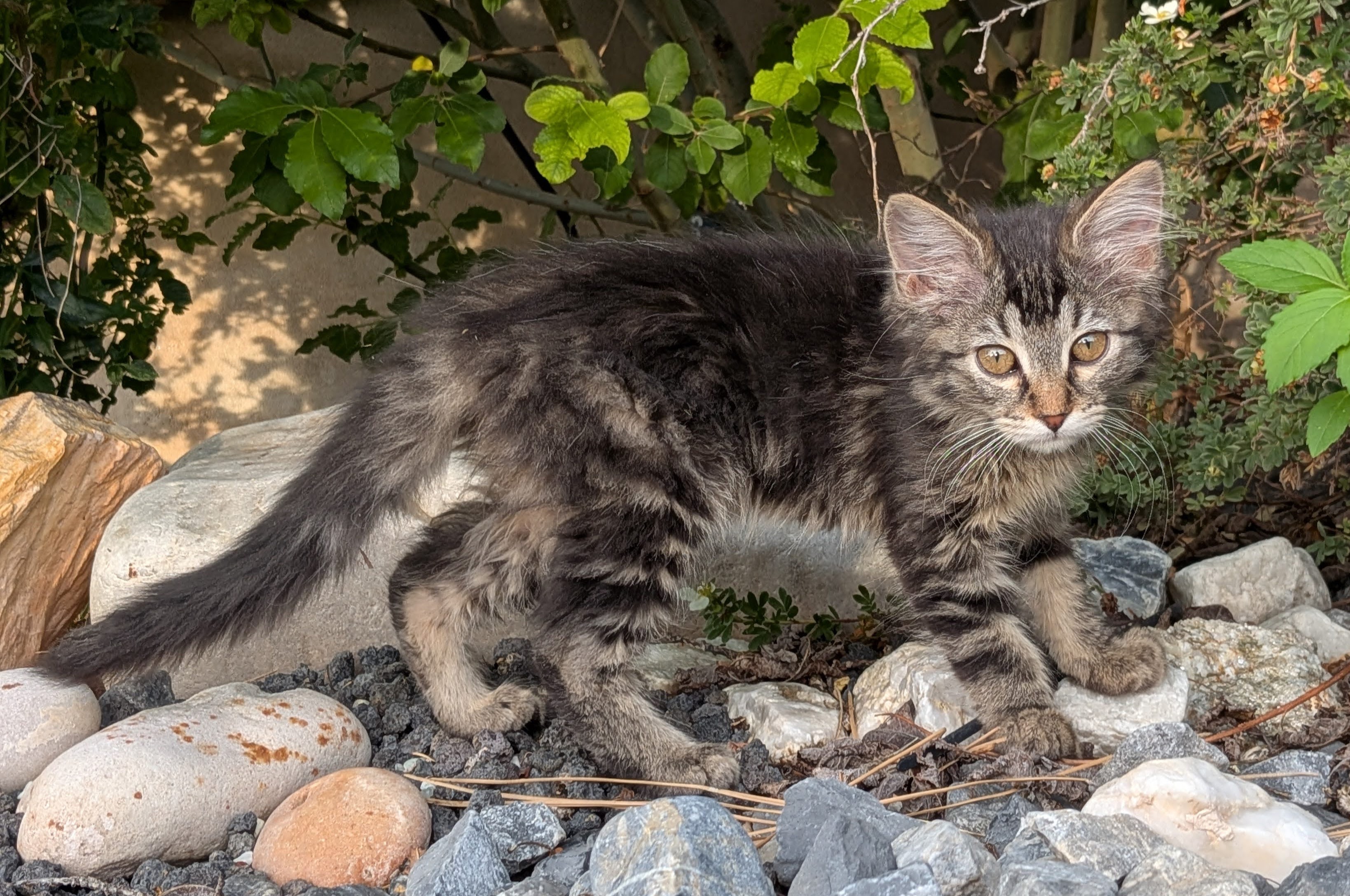 Picture of the Animal Listed
