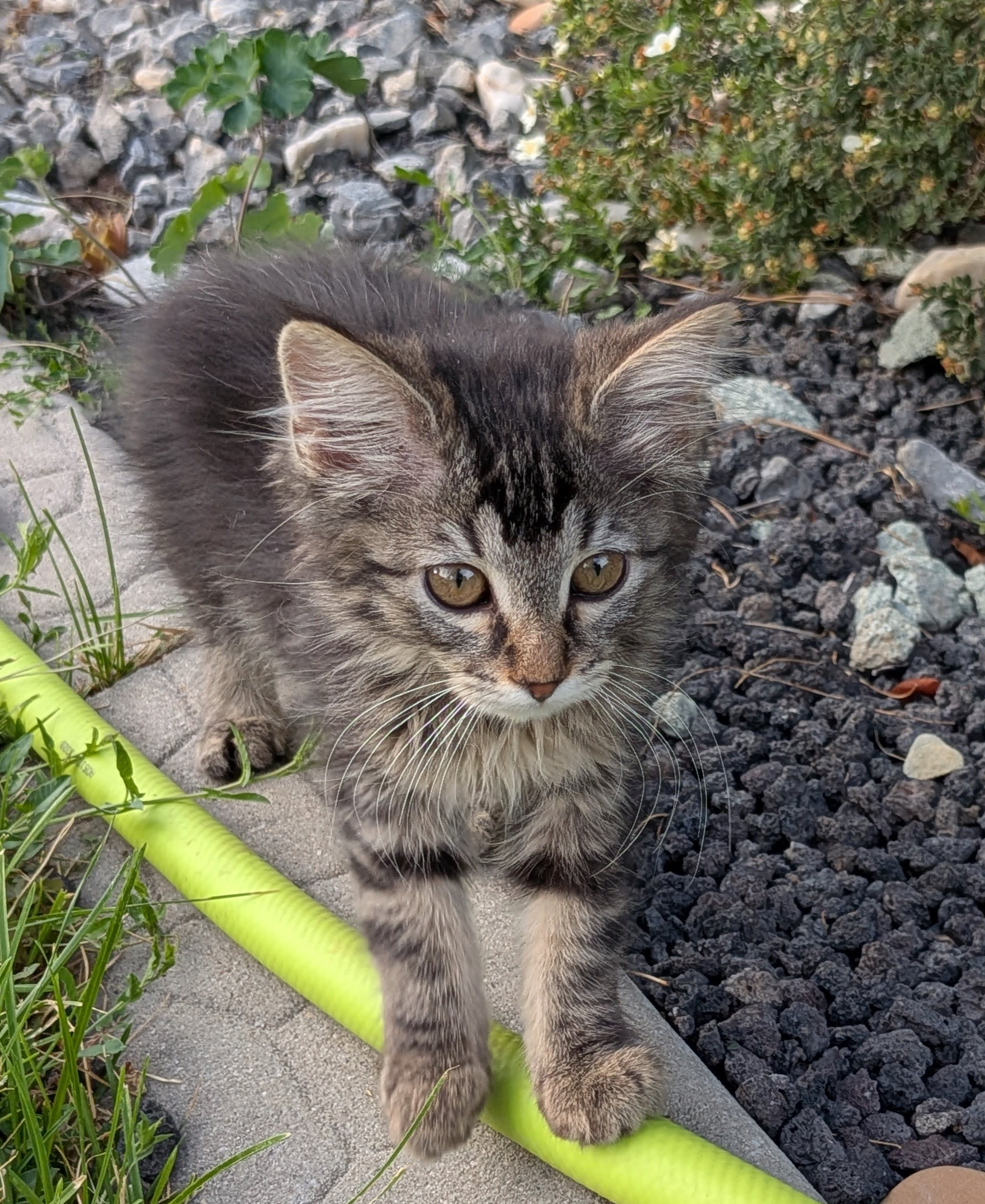 Picture of the Animal Listed