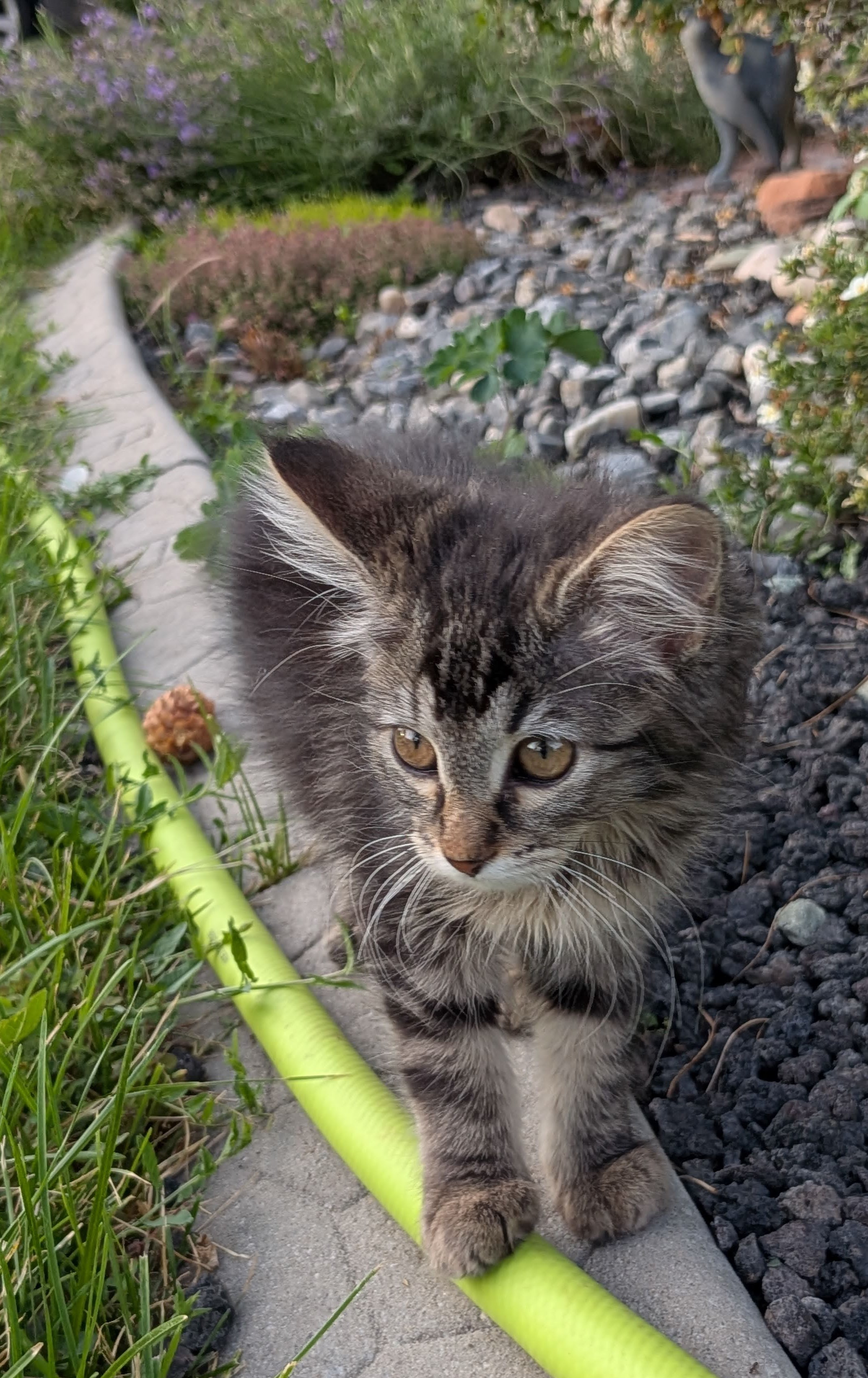 Picture of the Animal Listed