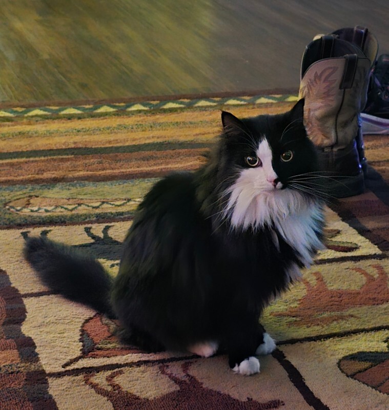 Picture of the Animal Listed