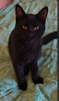 Picture of the Animal Listed