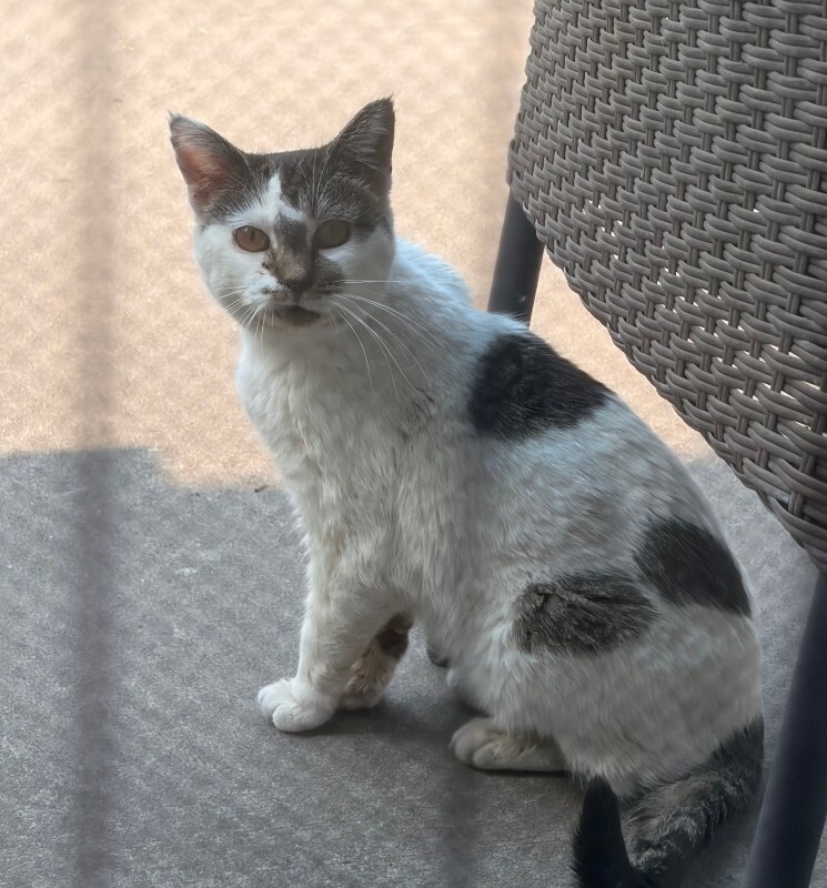 Picture of the Animal Listed