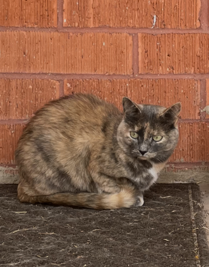 Picture of the Animal Listed