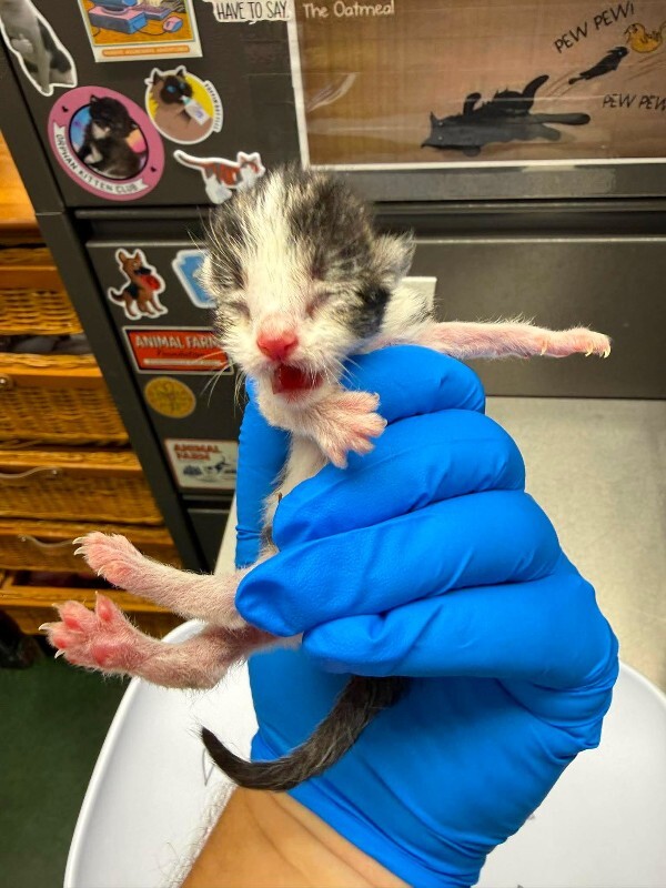 Picture of the Animal Listed