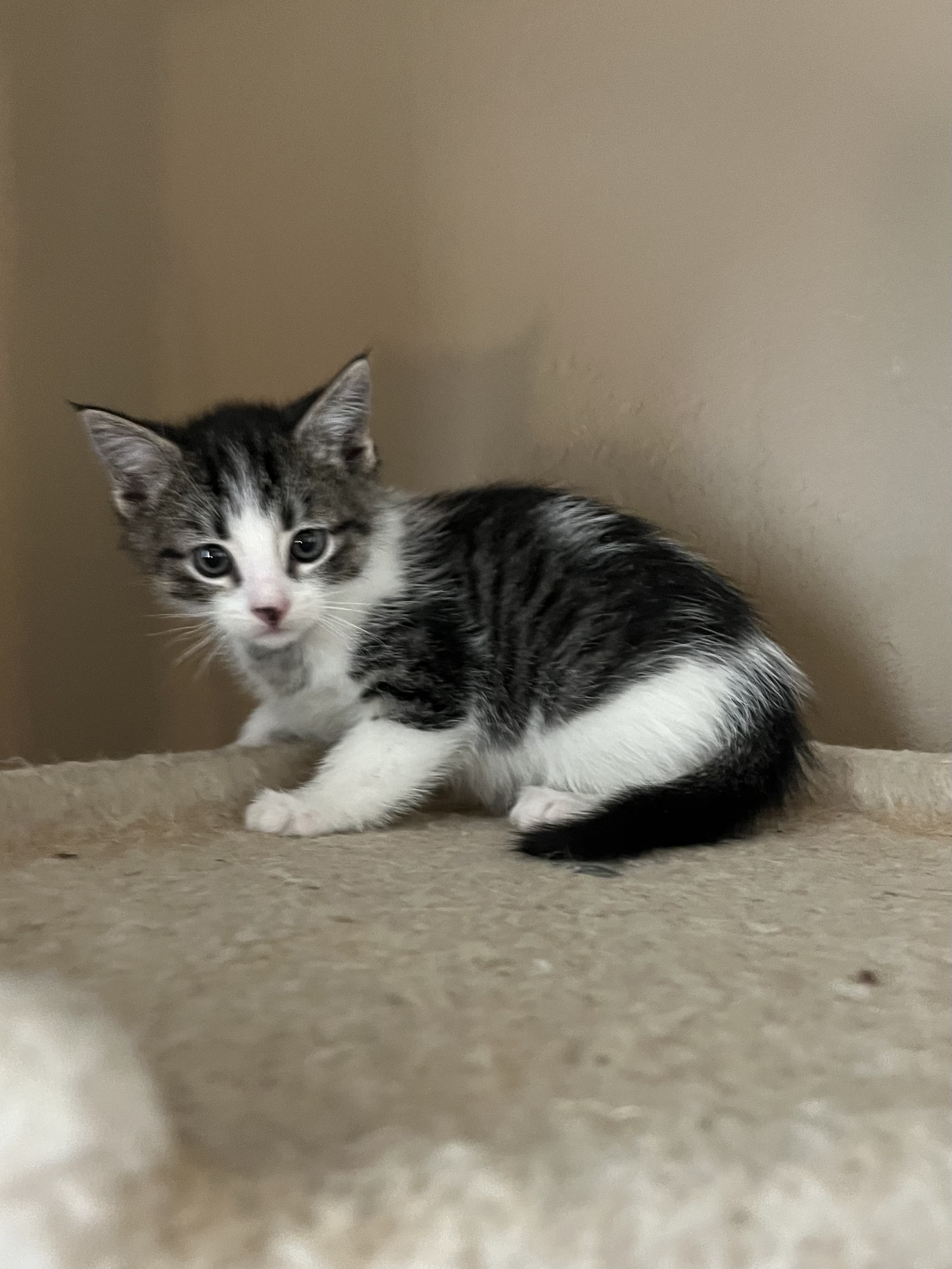 Picture of the Animal Listed