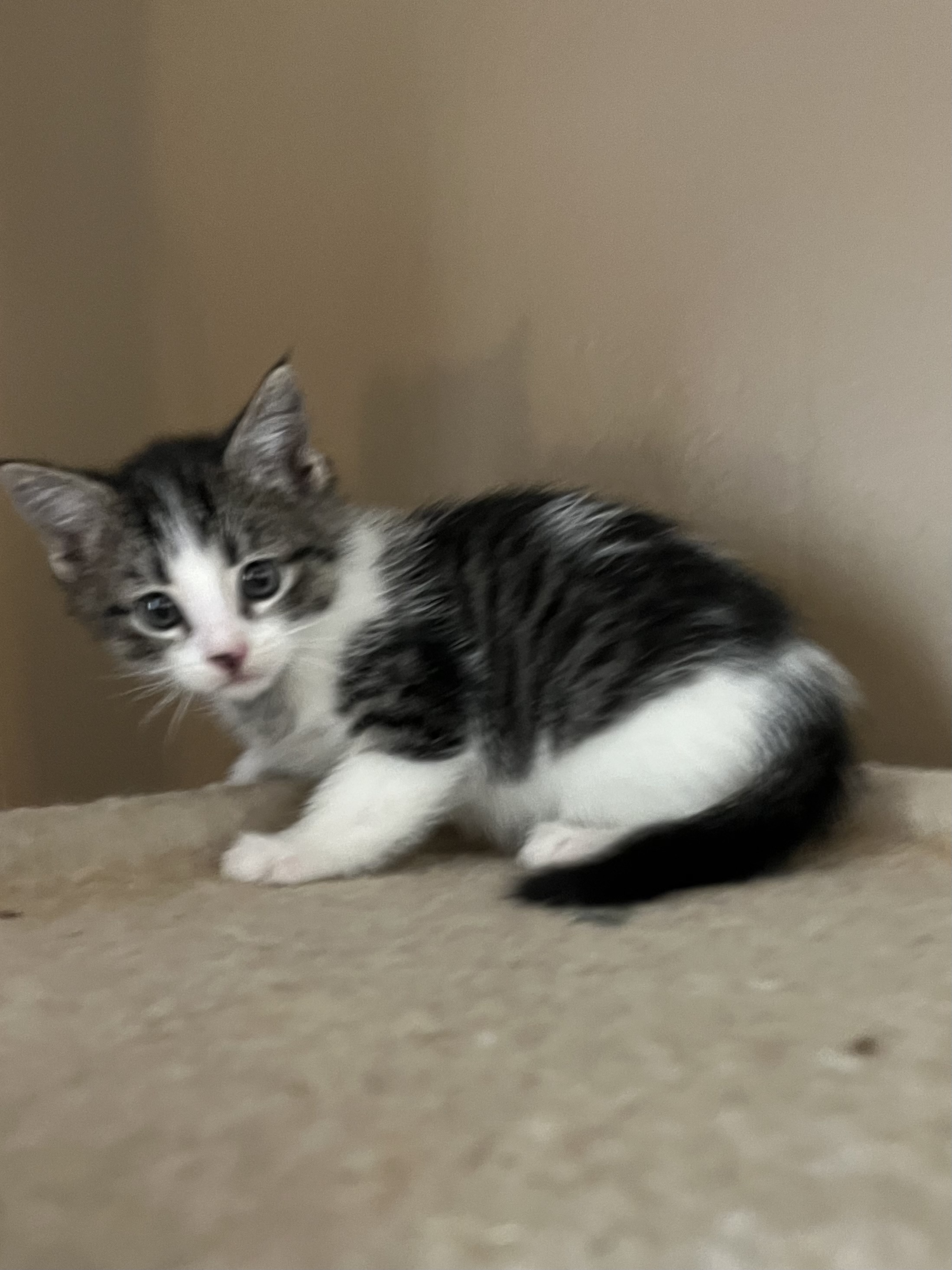 Picture of the Animal Listed