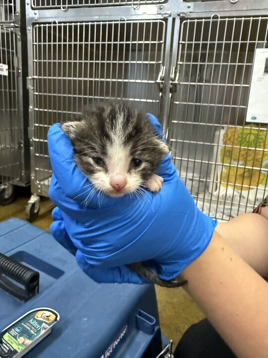 Picture of the Animal Listed