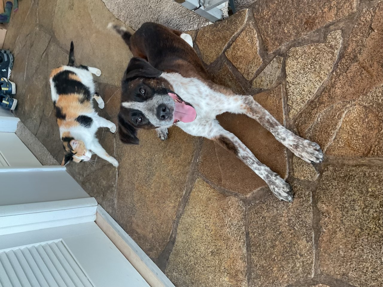 Picture of the Animal Listed