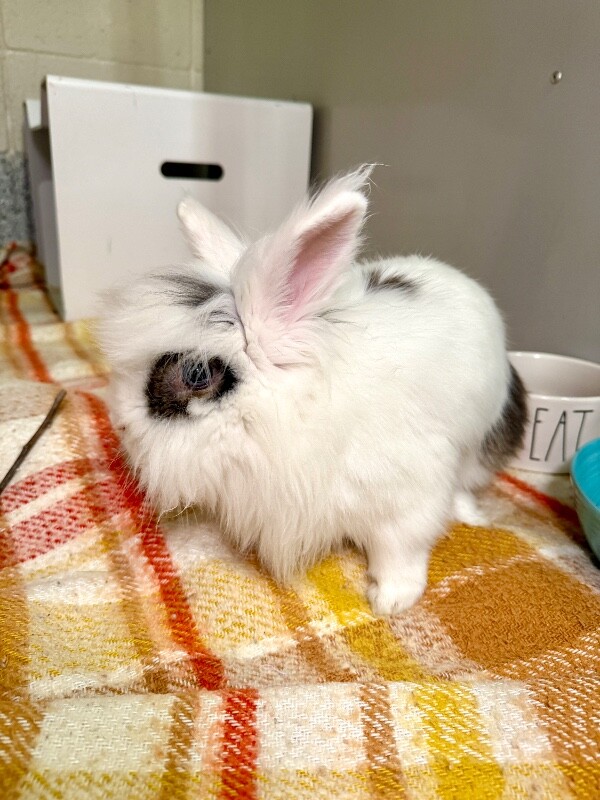 Picture of the Animal Listed