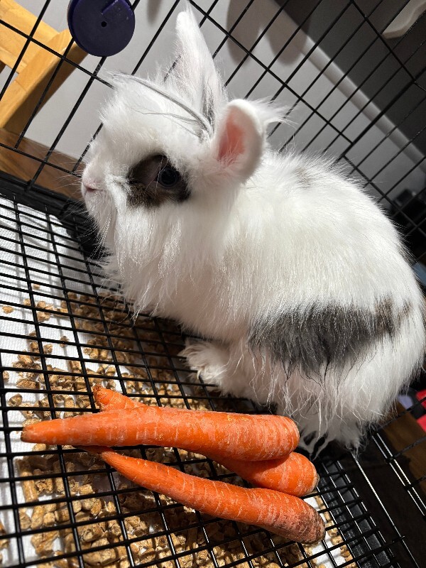 Picture of the Animal Listed