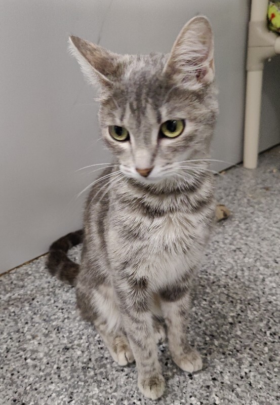 Picture of the Animal Listed