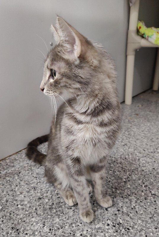 Picture of the Animal Listed