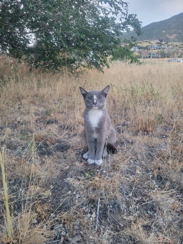 Picture of the Animal Listed