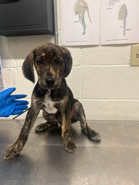 Picture of the Animal Listed