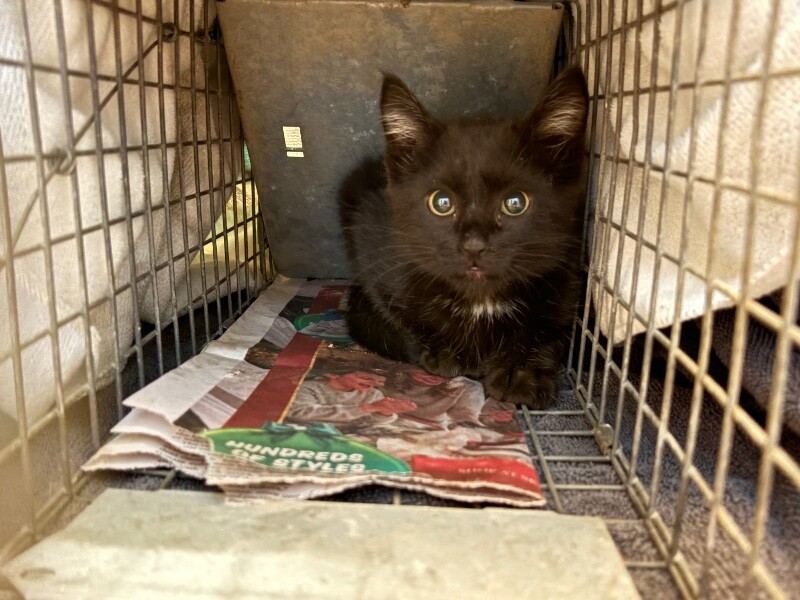 Picture of the Animal Listed