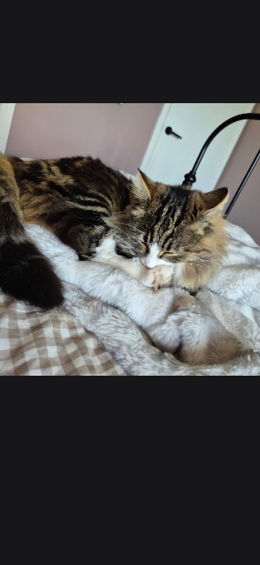 Picture of the Animal Listed