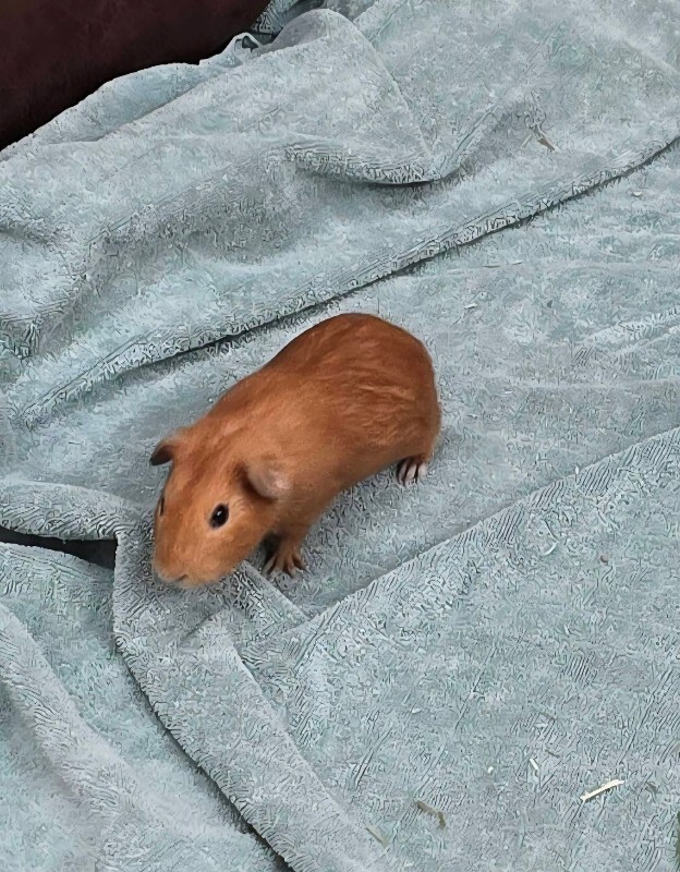 Picture of the Animal Listed