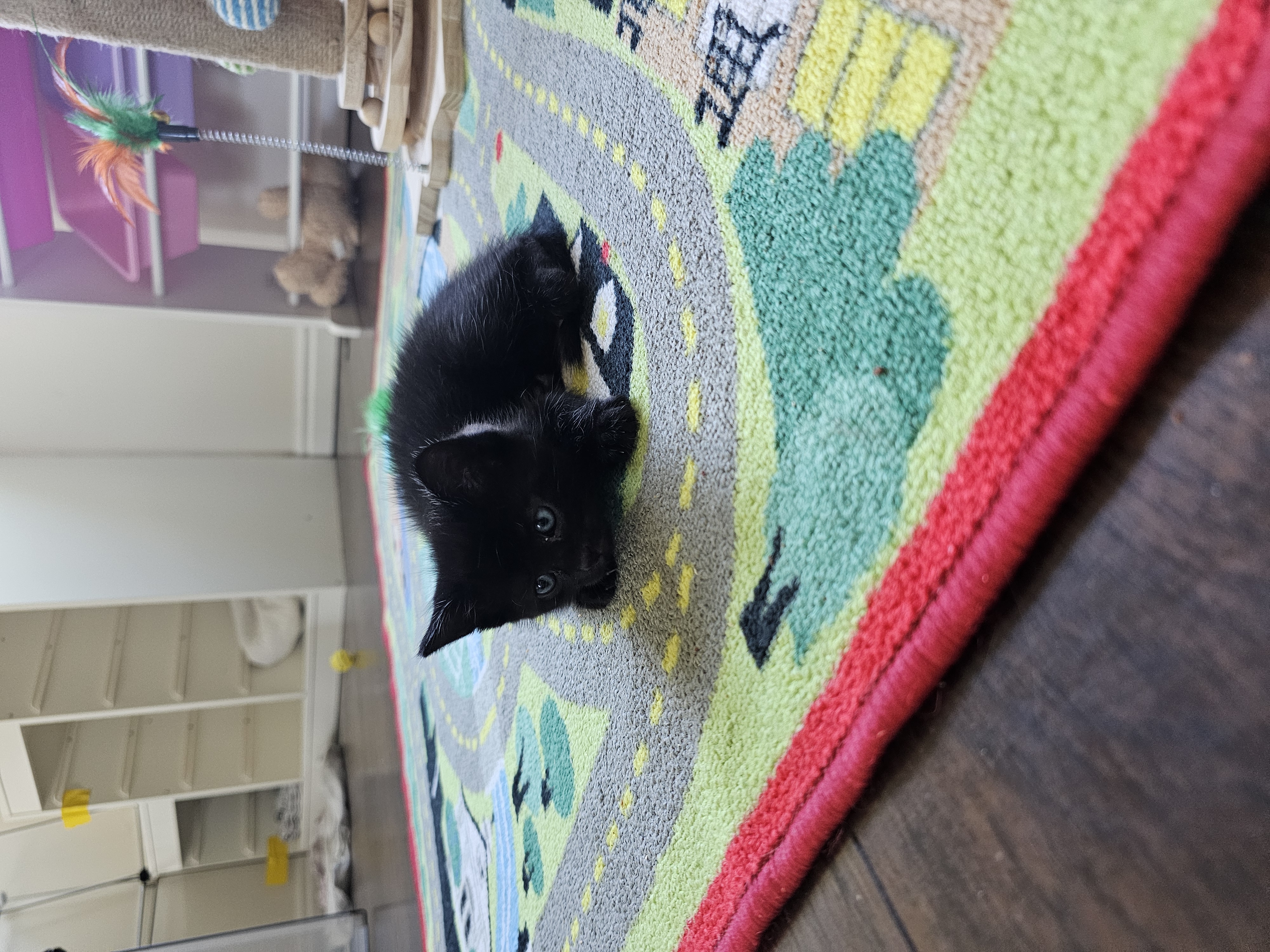 Picture of the Animal Listed