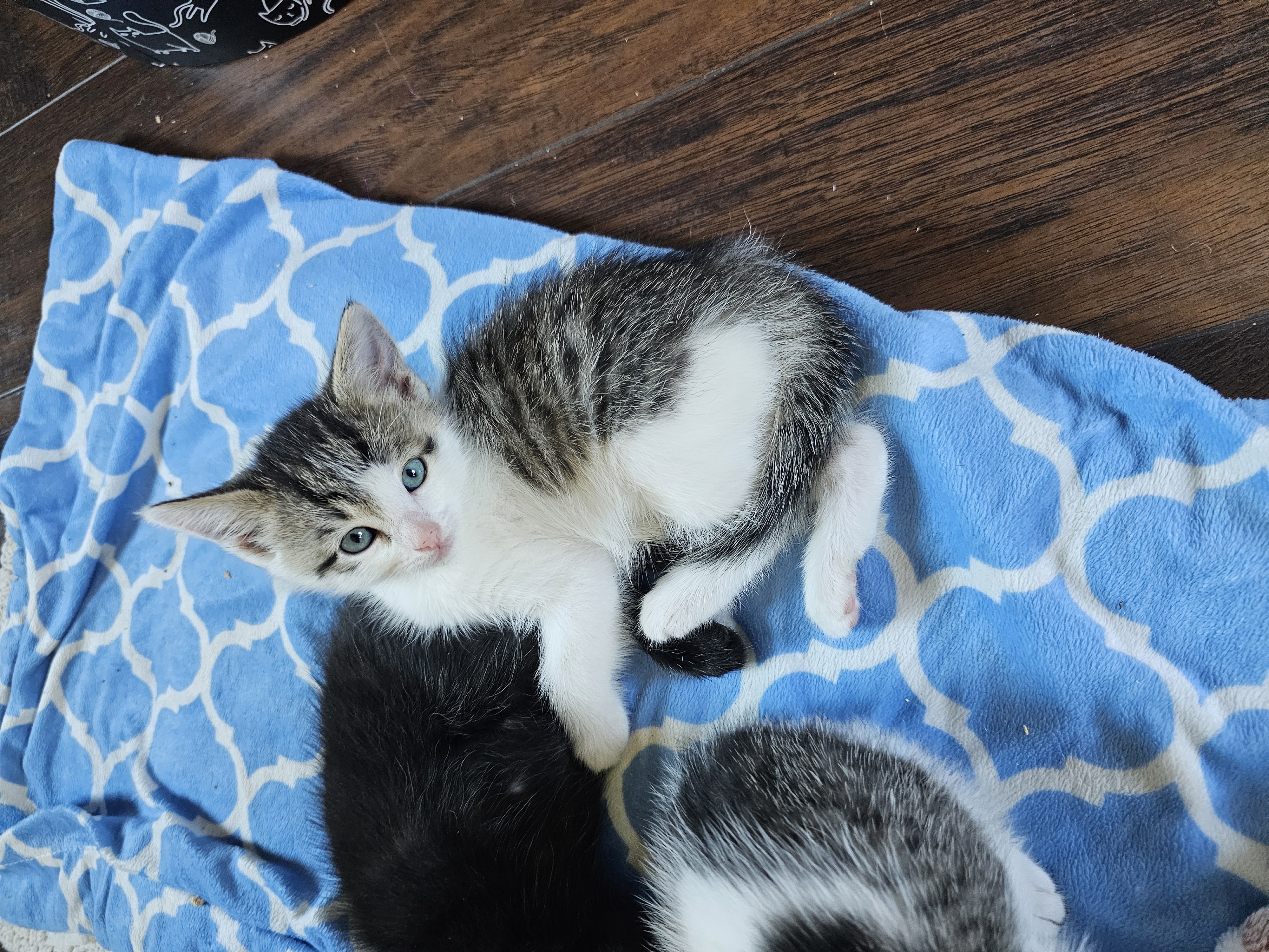 Picture of the Animal Listed
