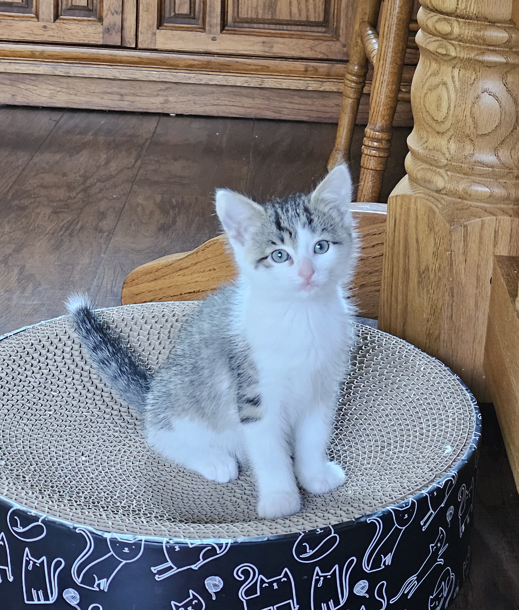 Picture of the Animal Listed