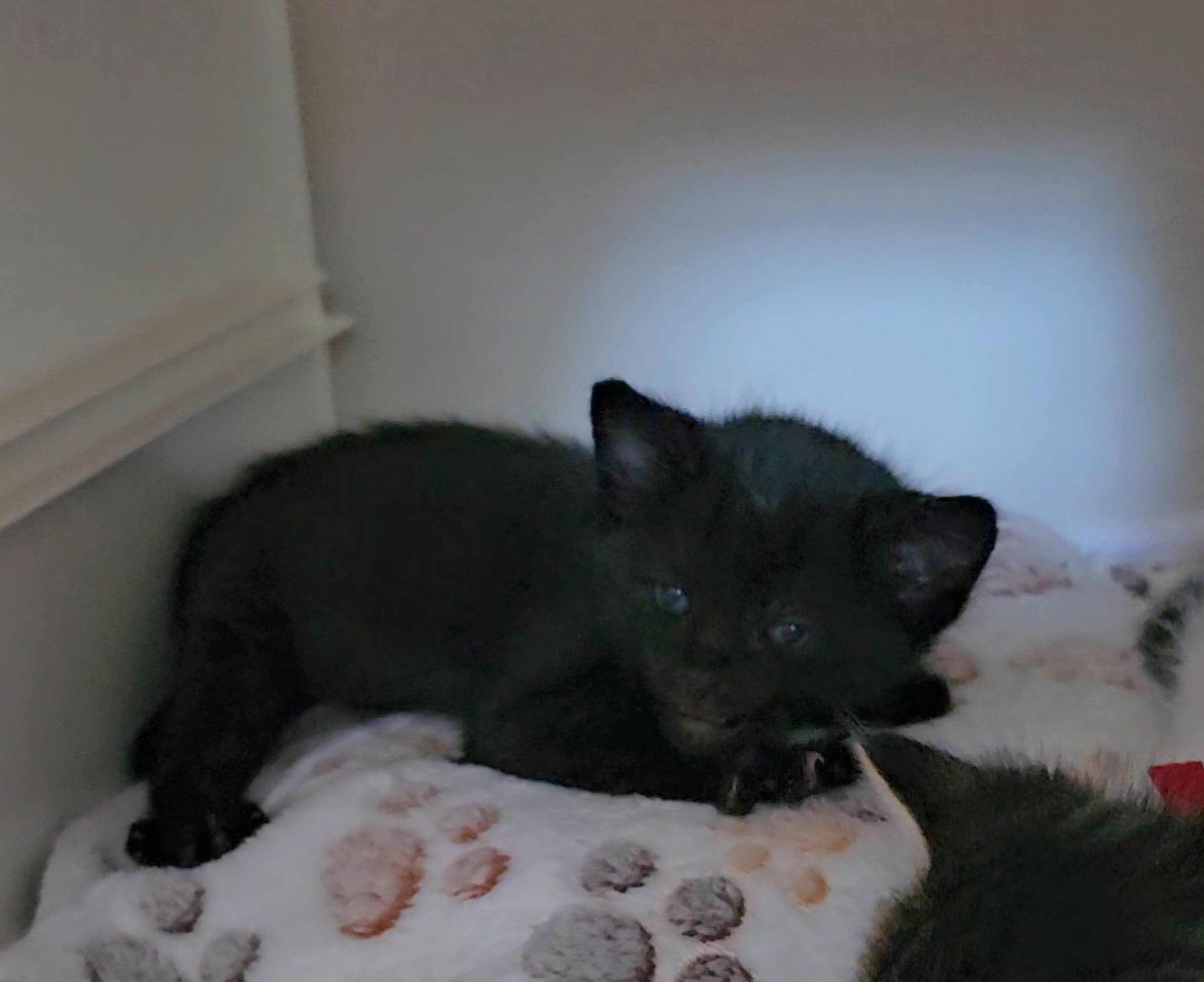 Picture of the Animal Listed